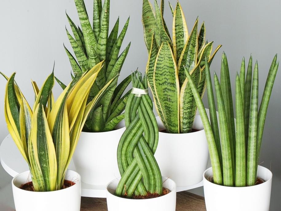 Сансев'єрія