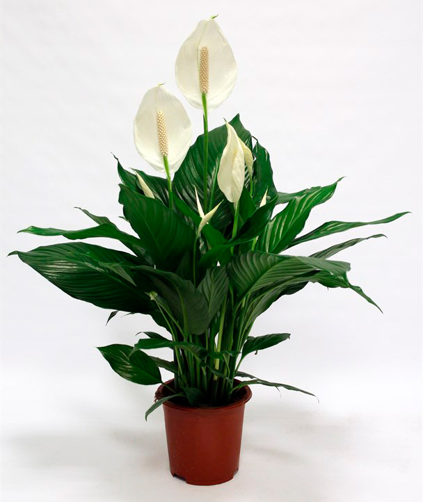 Спатіфілум